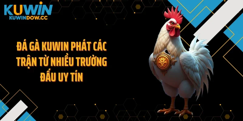 Đá gà KUWIN phát các trận từ nhiều trường đấu uy tín
