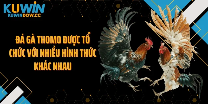 Đá gà thomo được tổ chức với nhiều hình thức khác nhau