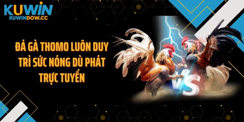 Đá gà thomo luôn duy trì sức nóng dù phát trực tuyến